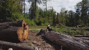 Best Tree and Shrub Care  in West Puente Valley, CA