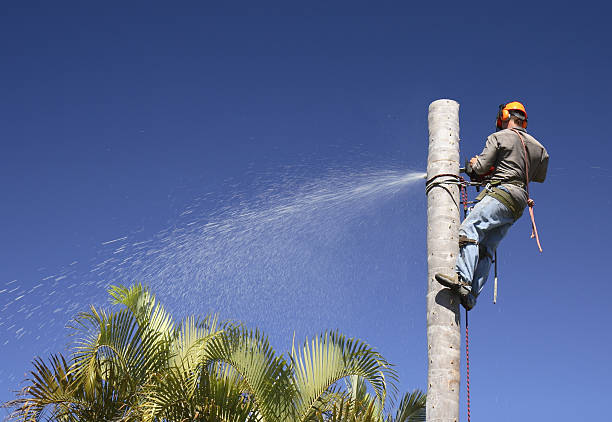 Best Utility Line Clearance  in West Puente Valley, CA