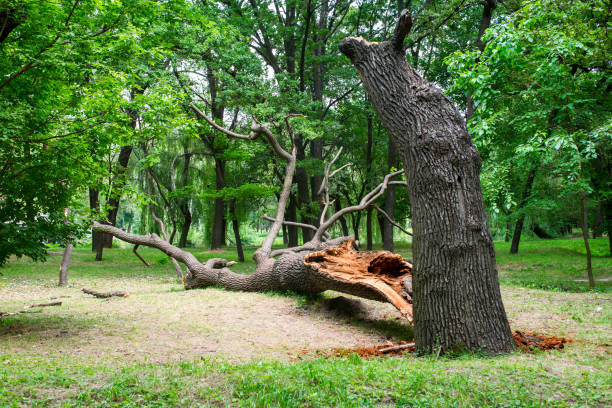 How Our Tree Care Process Works  in  West Puente Valley, CA