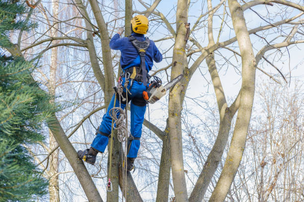 Best Storm Damage Tree Cleanup  in West Puente Valley, CA