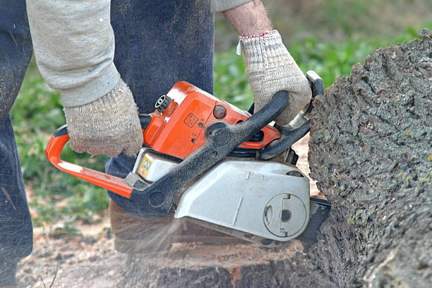Best Lot and Land Clearing  in West Puente Valley, CA