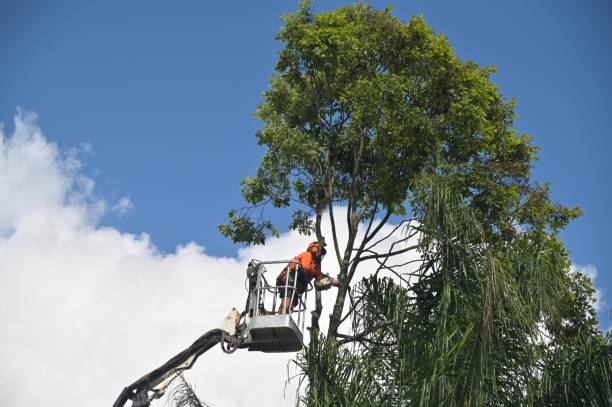 Best Aeration Services  in West Puente Valley, CA