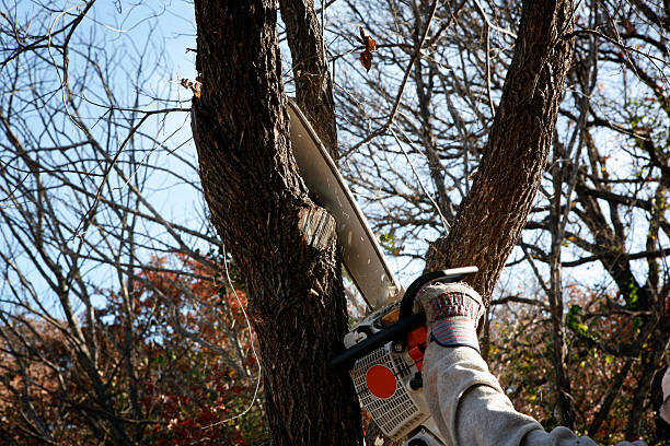 Best Emergency Tree Removal  in West Puente Valley, CA