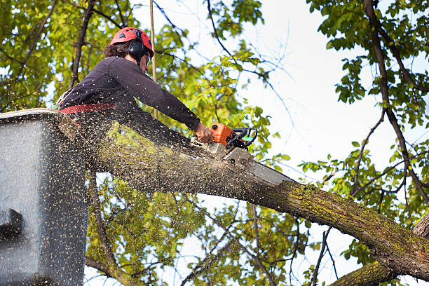 West Puente Valley, CA Tree Care Company