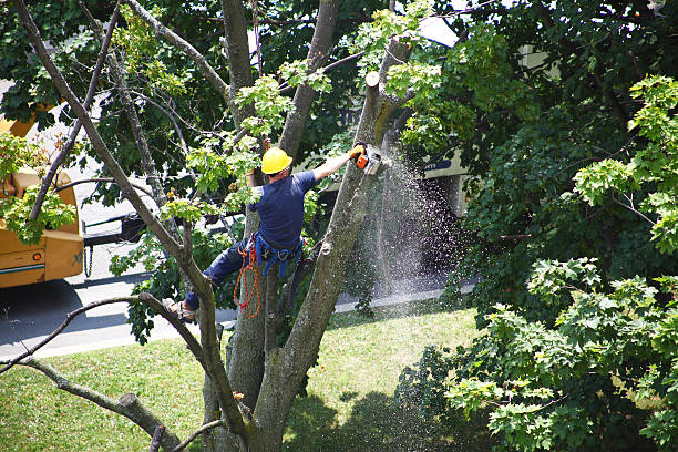 Best Leaf Removal  in West Puente Valley, CA