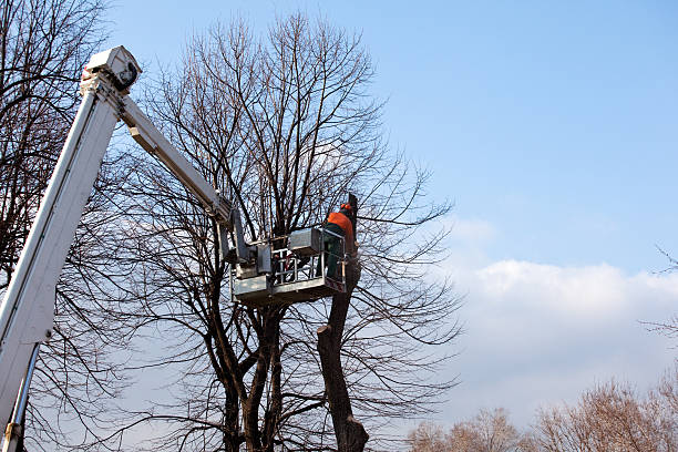 Best Tree Trimming and Pruning  in West Puente Valley, CA