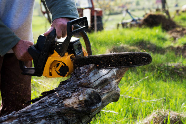 Best Tree Removal  in West Puente Valley, CA