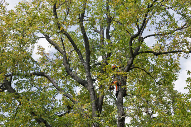 Best Tree Maintenance Programs  in West Puente Valley, CA